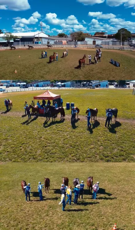 Exposição reúne 170 cavalos Mangalarga Marchador em Montes Claros