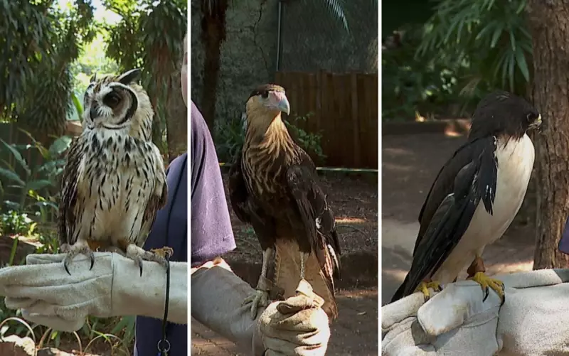 Falcoaria em Ribeirão Preto reabilita aves com fisioterapia especial