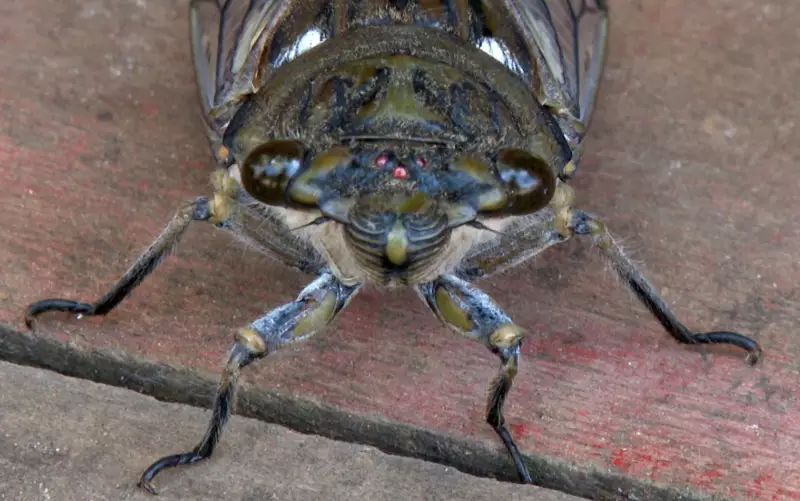 Farinha de Cigarra: Pesquisadores de MG Transformam Insetos em Superalimento Proteico