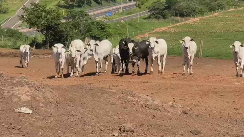Feicorte 2026 em Presidente Prudente: Oeste Paulista sedia maior feira de corte