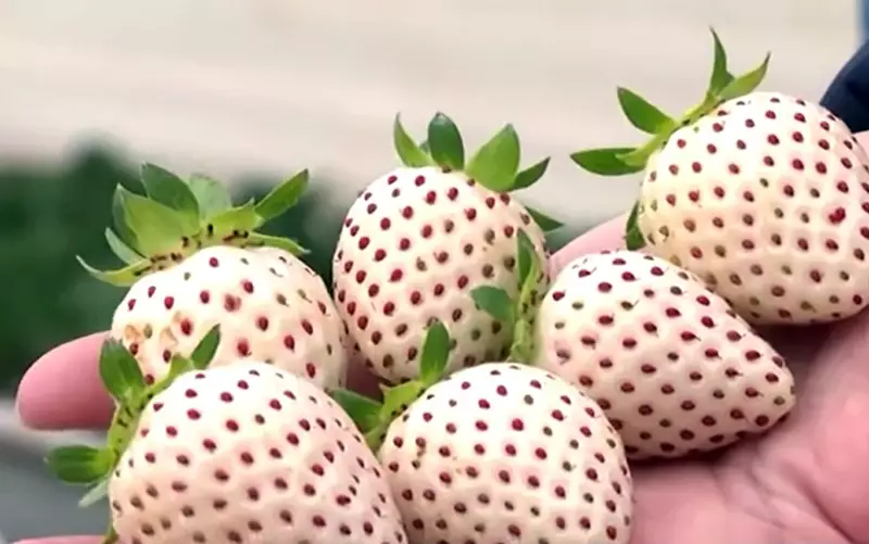 Festival do Morango e Cerveja em São Vicente atrai público gratuito