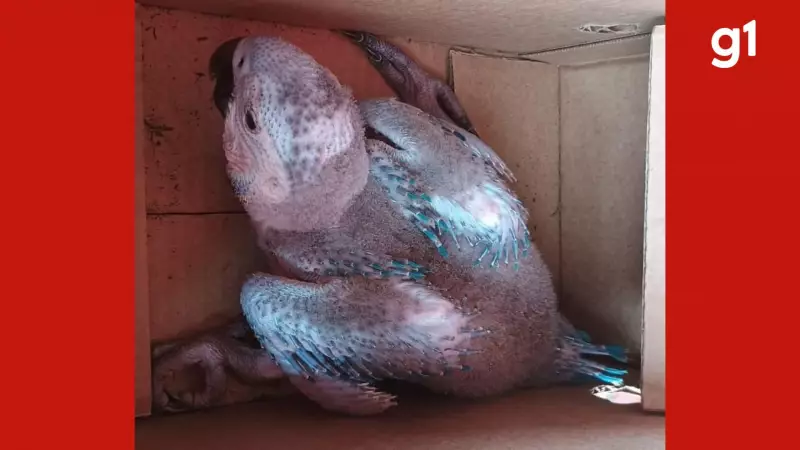 Filhote de arara-canindé resgatado após ventos derrubarem palmeira em MT