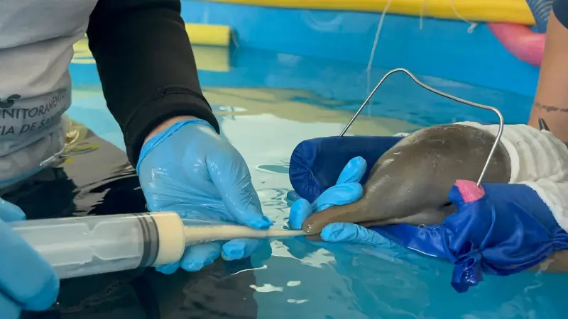 Filhote de toninha de 2,65 kg resgatado em Santos recebe oxigenoterapia