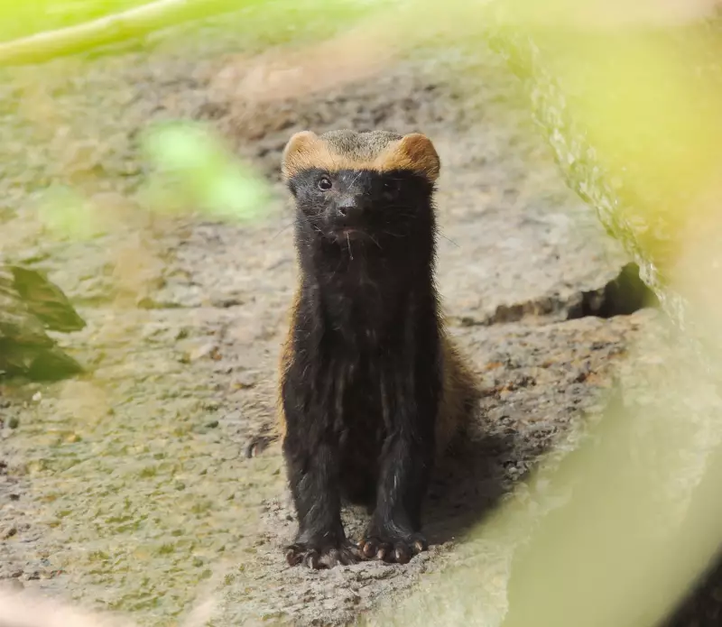 Flagrante raro: grupo de furões-pequenos é filmado na Caatinga pernambucana