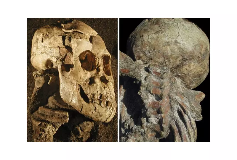 Fóssil de 3,4 milhões de anos revela duas espécies humanas na Etiópia