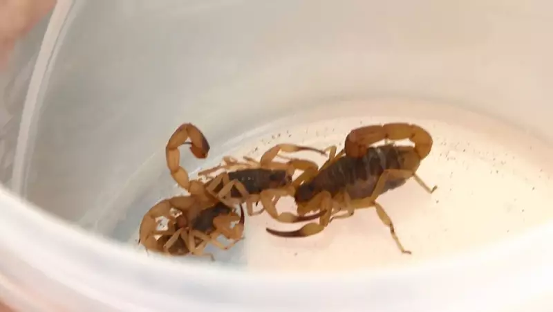 Galinhas contra escorpiões: bióloga desmistifica método caseiro e alerta para riscos