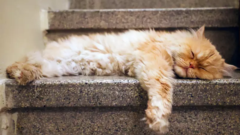 Gato é proibido de sair de casa na França e caso gera alerta