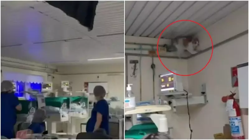 Gato é suspeito de causar acidente em hospital de Fortaleza após parte do forro cair em sala