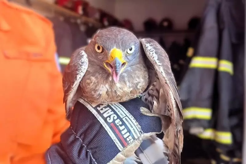 Gavião Ferido é Salvo por Bombeiros em MT: Veja o Resgate Comovente