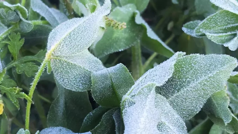 Geada atinge Serra de SC com 1,6 °C e transforma paisagem em cenário gelado