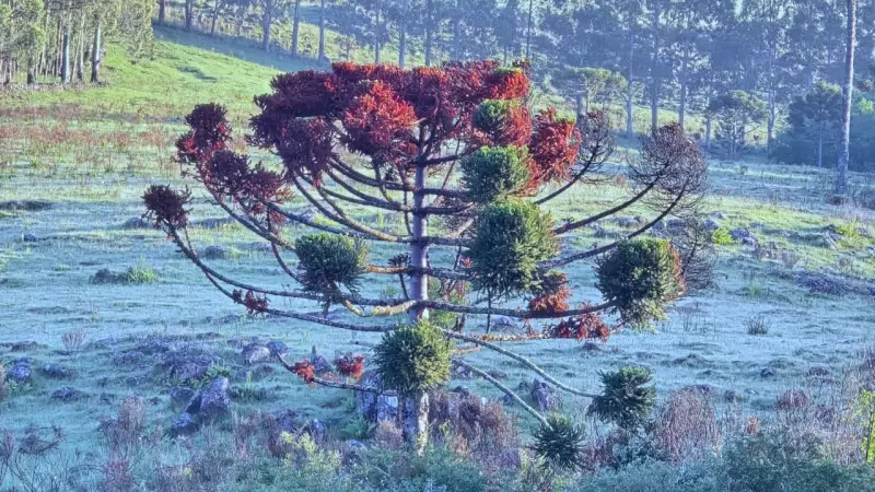 Geada cobre Serra de SC em novembro com temperaturas abaixo de 3°C