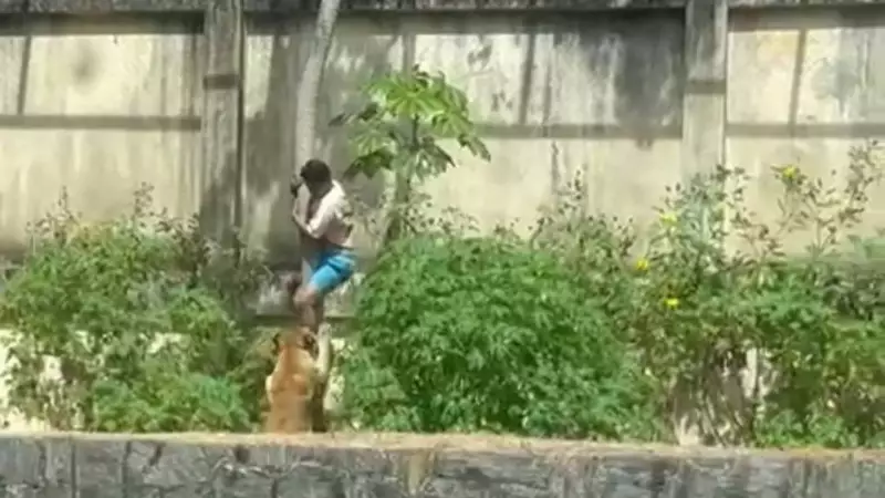 Homem morre após invadir recinto de leoa em zoológico da Paraíba