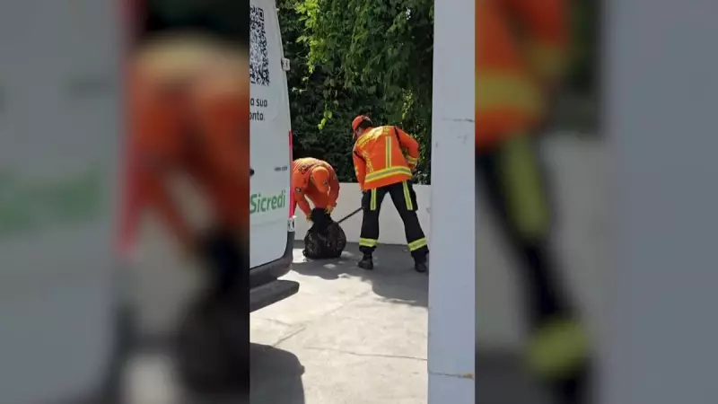 Jaguatirica é resgatada em área urbana: felino silvestre surpreende em frente a prédio comercial