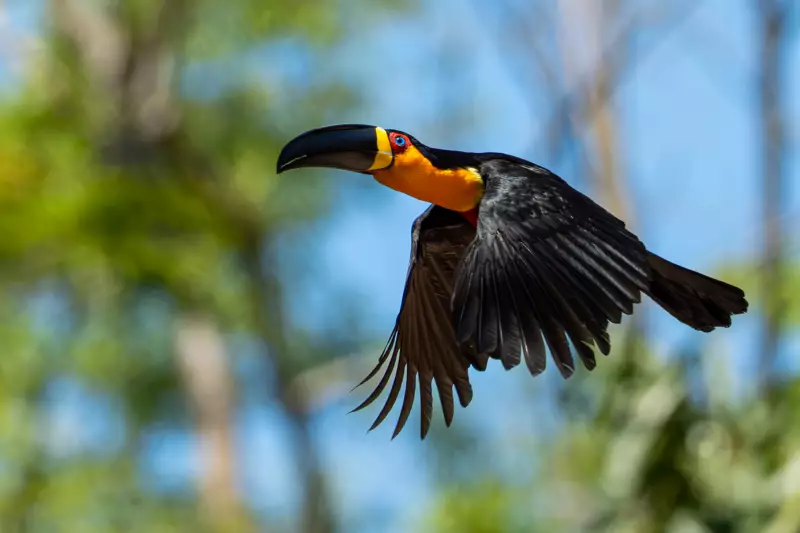 Jardim Botânico do Rio sedia Avistar Rio 2025: mergulhe no universo das aves brasileiras