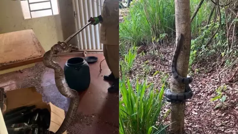 Jiboia de 2,5 metros é resgatada em cozinha durante mudança