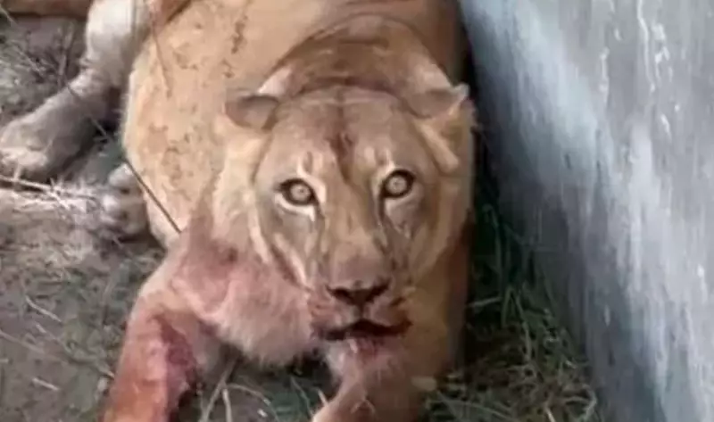 Jovem de 19 anos invade jaula de leoa e morre em zoológico da PB