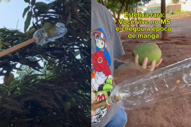 Jovem viraliza com gambiarra para pegar mangas e ultrapassa 300 mil views