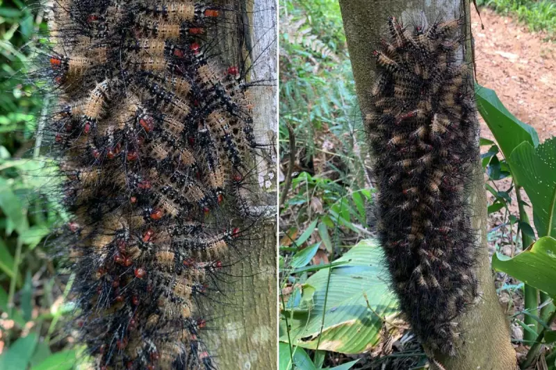 Lagartas criam 'superpredador' ilusório para enganar inimigos na Mata Atlântica; assista ao fenômeno raro
