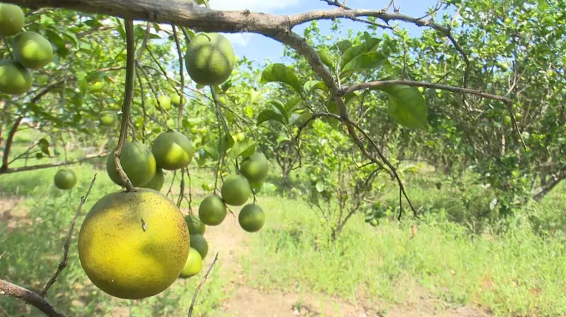 Laranja em Alta: Produtores de Rorainópolis Projetam Safra Recorde no Sul de Roraima