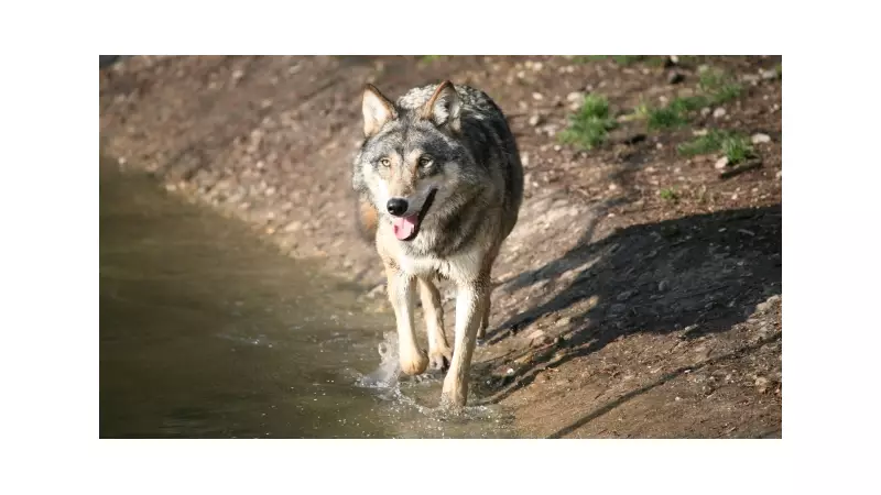 Loba no Canadá usa estratégia inédita para abrir armadilha de caranguejo