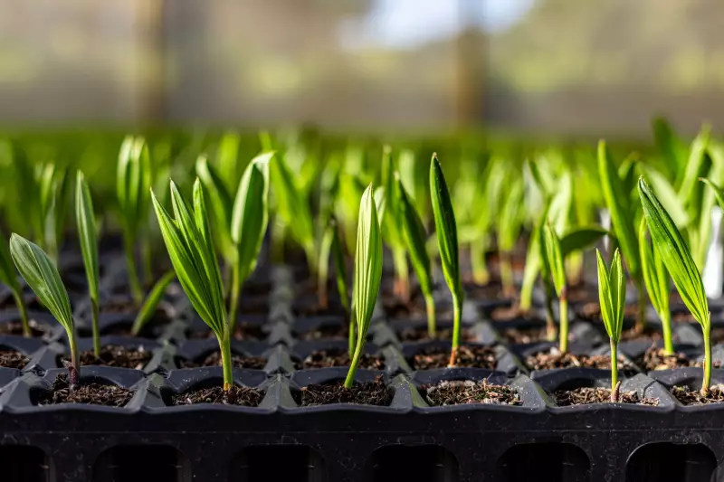 Macaúba: planta nativa produz biocombustível que reduz 80% das emissões
