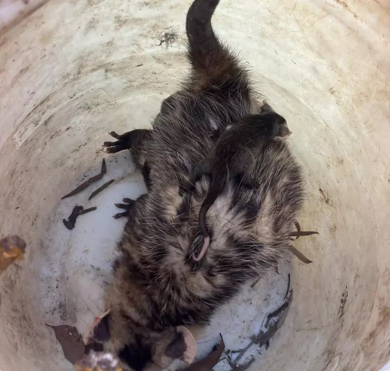 Mamãe gambá cruza rua movimentada em MG para resgatar 7 filhotes