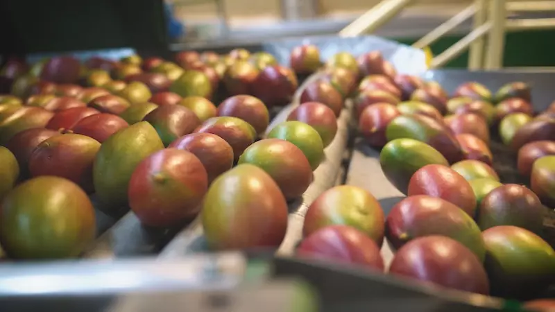 Manga Brasil: evento gratuito explora potencial econômico da fruta no Vale do São Francisco