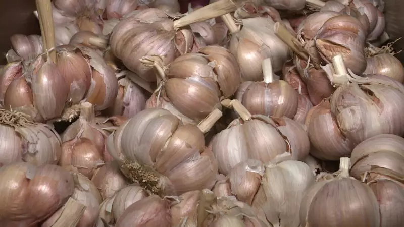 Mapa lança zoneamento para cultivo de alho no Brasil em 2025