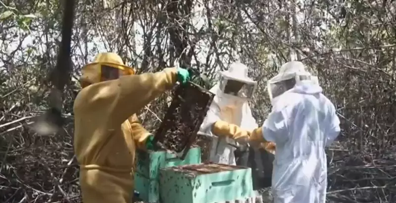 Mel de mangue gera renda para 50 famílias em Pernambuco