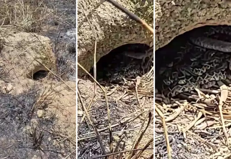 Menino acha ninho com 14 filhotes de cascavel no Tocantins