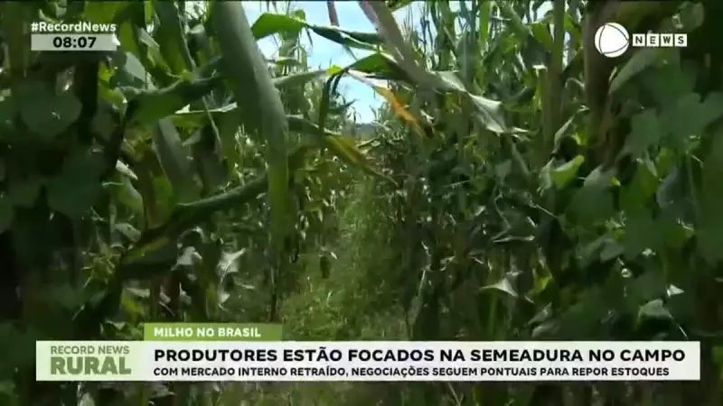 Milho: preços estáveis com semeadura em andamento no Brasil