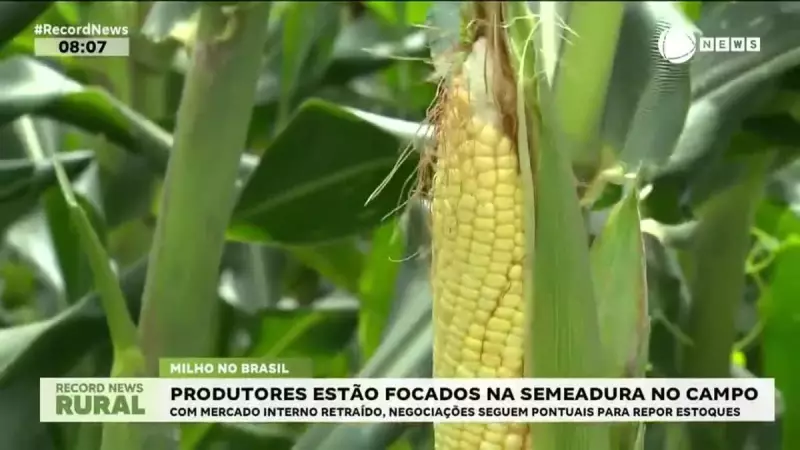 Milho: preços estáveis com semeadura em foco e mercado cauteloso
