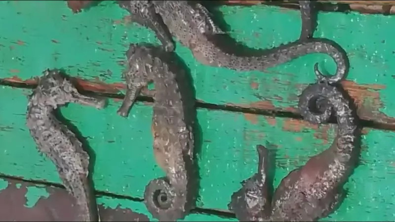 Morte Misteriosa de Cavalos-Marinhos em Ipojuca: MPF Investiga Ligação com Obras no Porto de Suape