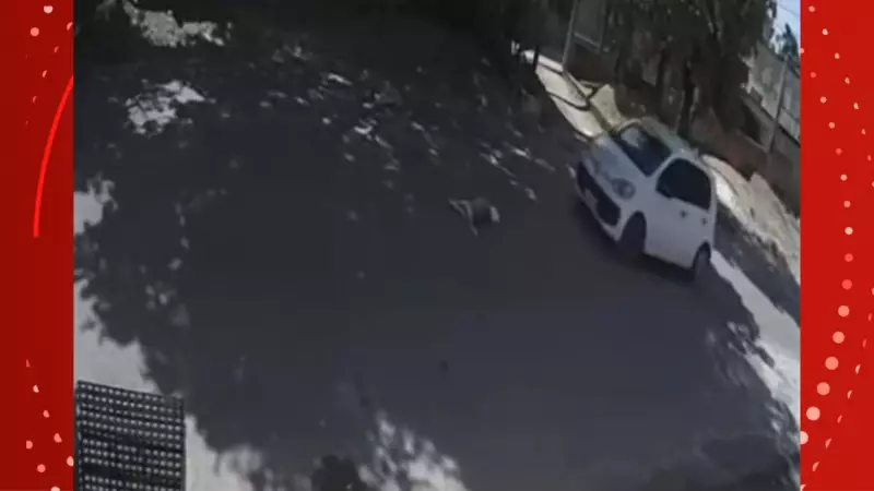 Motorista atropela cães de rua duas vezes no mesmo dia em Macapá