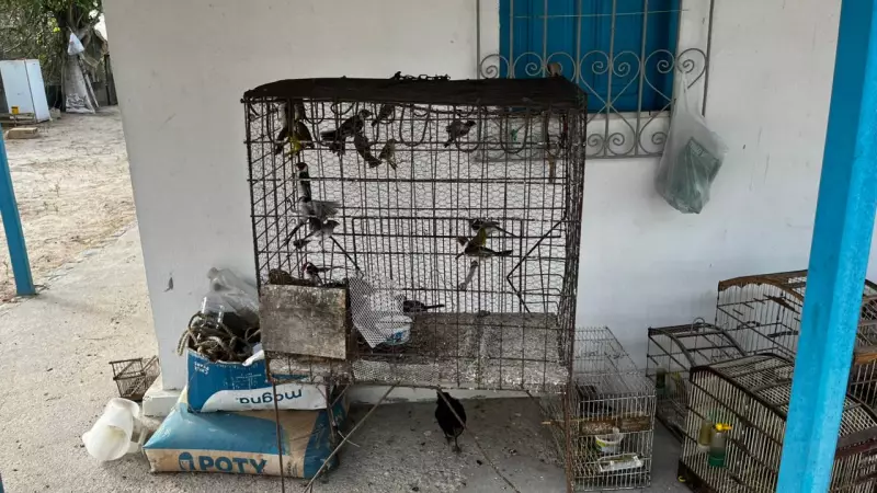 MP denuncia 24 por maior rede de tráfico de aves silvestres do Brasil