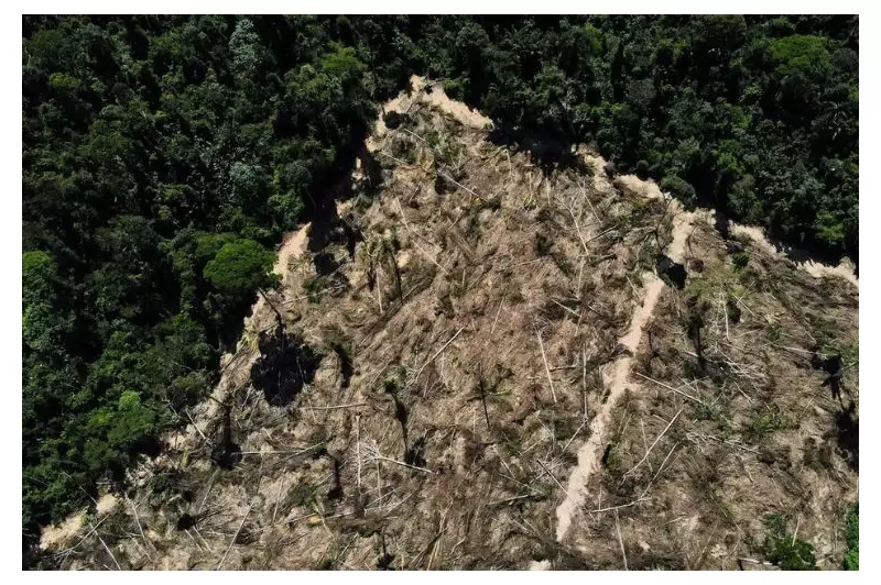 MP Desvenda Fraude em Projetos Florestais: Vegetação Nativa de MT Usada Ilegalmente