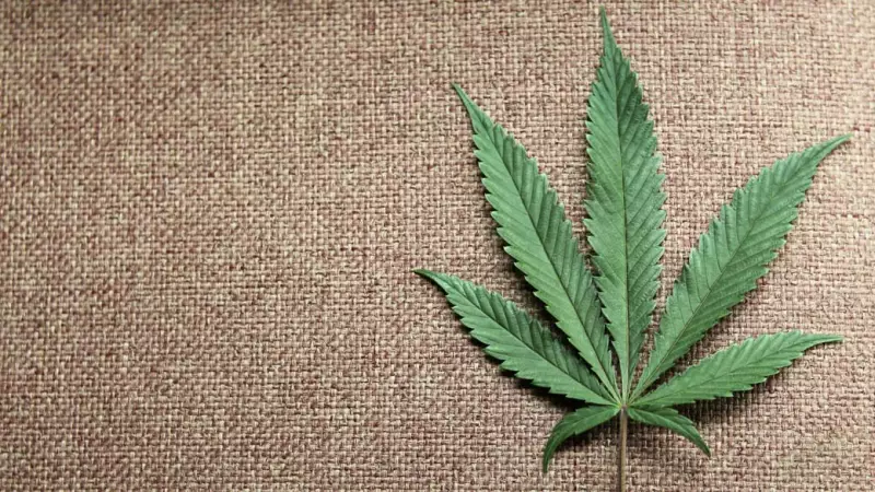 MPF investiga demora da Anvisa na liberação de Canabidiol: pacientes sofrem com burocracia