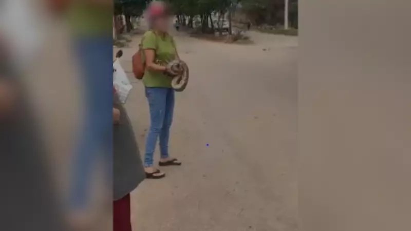 Mulher enfrenta cobra a mãos nuas e impede invasão de casa em MG; vídeo se torna viral
