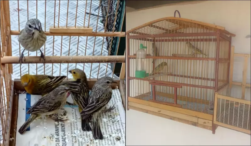 Multa de R$ 5 mil por manter aves silvestres em cativeiro em SP