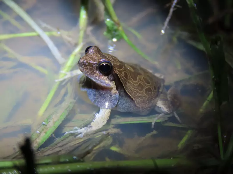 Natureza Surpreendente: Rã Brasileira Imita o Ruidoso Som dos Carros de Fórmula 1