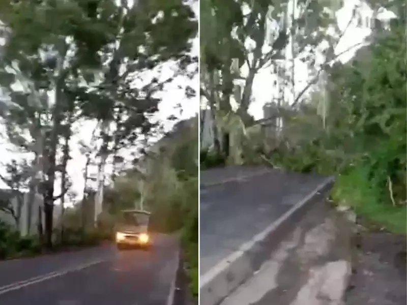 Ônibus escapa por segundos de árvore que caiu em rodovia de SP com vento de 47 km/h
