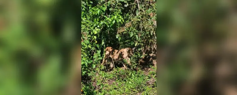 Onça-parda morre presa em armadilha ilegal em Araçatuba, SP