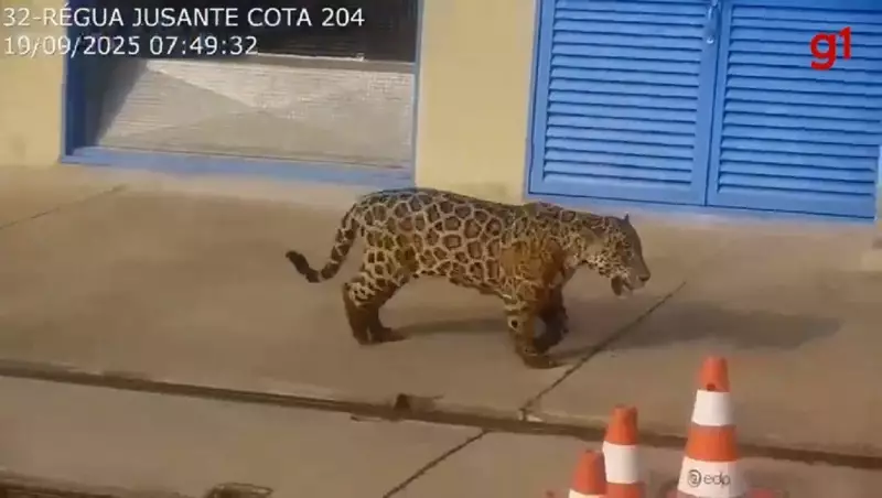 Onça-pintada é flagrada 'passeando' por usina hidrelétrica no Tocantins; veja o vídeo impressionante