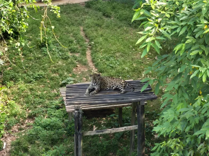 Onça-pintada do AM supera 20 anos e está entre felinos mais velhos do Brasil