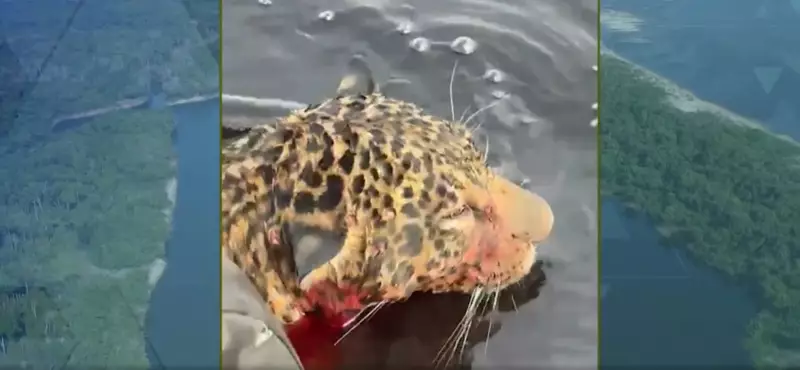 Onça-pintada resgatada de afogamento no Rio Negro é devolvida à floresta
