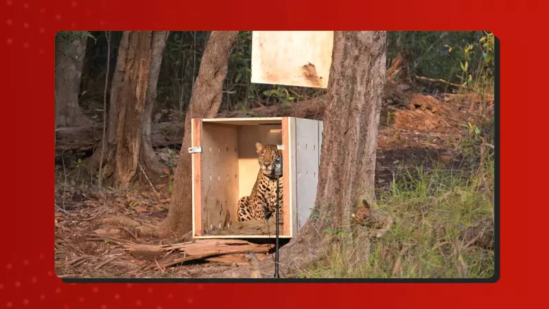 Onça-pintada resgatada no Rio Negro percorre 1,2 km após soltura na floresta