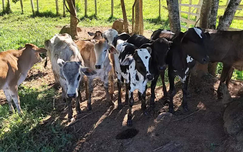 Operação apreende 14 cabeças de gado sem documentação em leilão