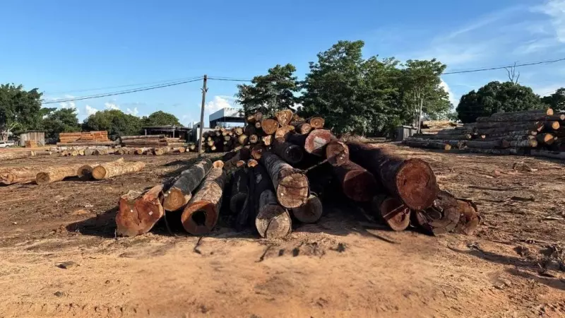 Operação de Combate ao Desmatamento: Polícia Desmantela Extração Ilegal de Madeira em Mato Grosso