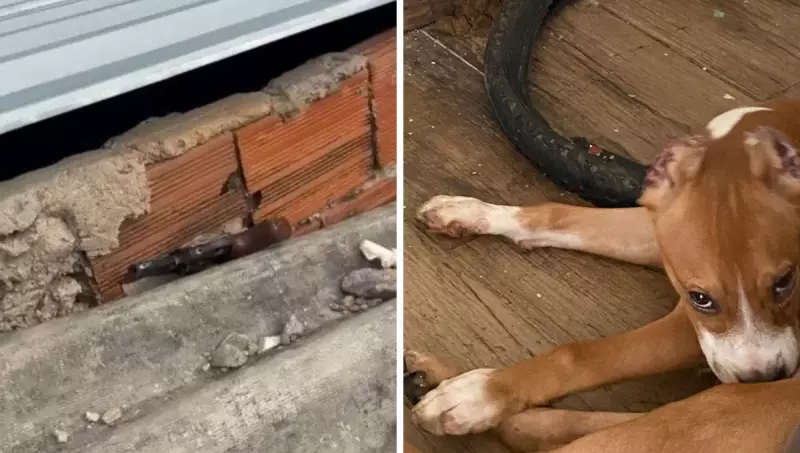 Operação em Valadares prende 4 e apreende armas, drogas e animais