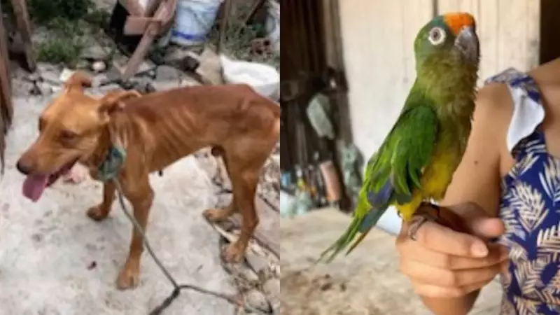 Operação no Marajá resgata cachorro e periquito vítimas de maus-tratos: veja detalhes